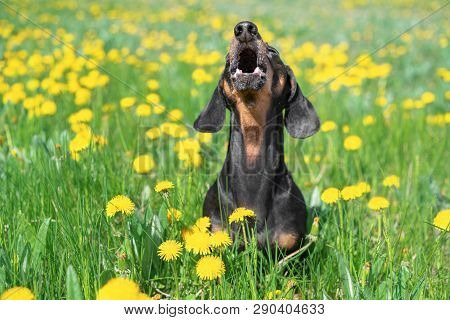 Beautiful Dachshund Dog, Black And Tan, Having Fun, Barking Loudly, Lifting His Head Up, On A Meadow