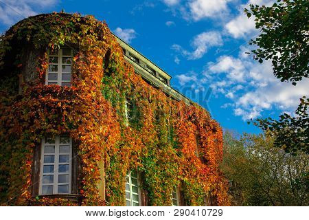 A House Overgrown With Ivy In Autumn.