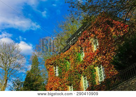 A House Overgrown With Ivy In Autumn.