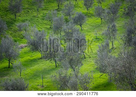 Some Young Fresh Olive Trees On A Hill In National Park Rosandra In Italy, Euirope