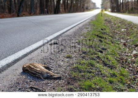 A Small Boar Killed On A Busy Road. Forest Animals Hit By Cars. Season Of The Spring.