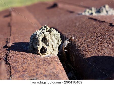 Mud Daubers Will Build Nests On Anything, Even Rusty Engine Housings
