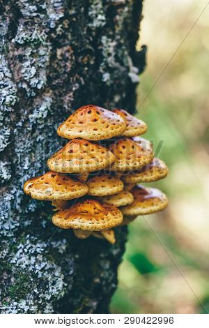 Pholiota Aurivella Mushrooms On A Birch Tree In The Autumn Forest
