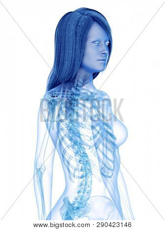3d rendered medically accurate illustration of the skeletal upper body
