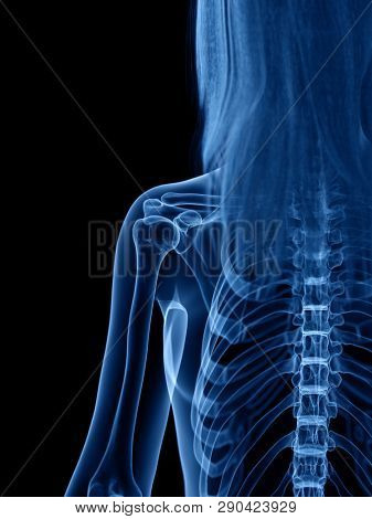 3d rendered medically accurate illustration of the skeletal 