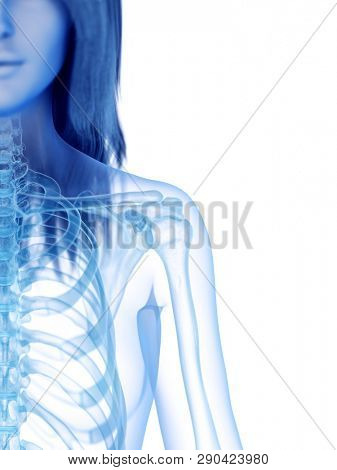 3d rendered medically accurate illustration of the skeletal shoulder