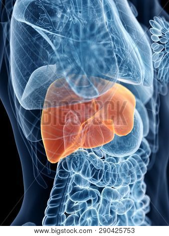 3d rendered medically accurate illustration of a womans liver