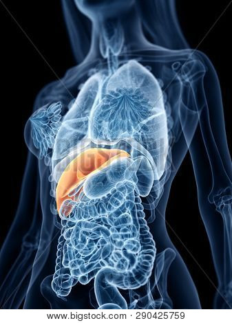 3d rendered medically accurate illustration of a womans liver