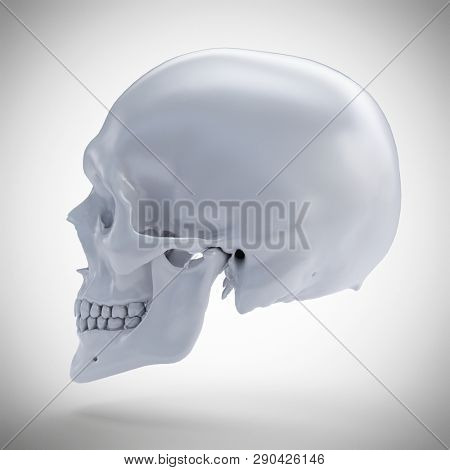 3d rendered medically accurate illustration of a human skull