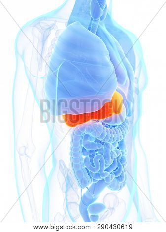 3d rendered medically accurate illustration of a mans liver