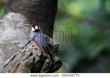 The Java Rice Sparrow. At Hk Park