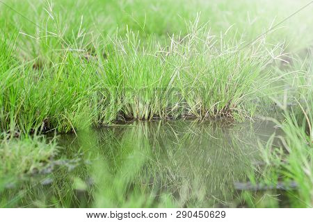Beautiful Mirror Of Grass At Stagnant Water, Round Galingale, Cyperus Rotundus