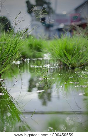 Beautiful Mirror Of Grass At Stagnant Water, Round Galingale, Cyperus Rotundus