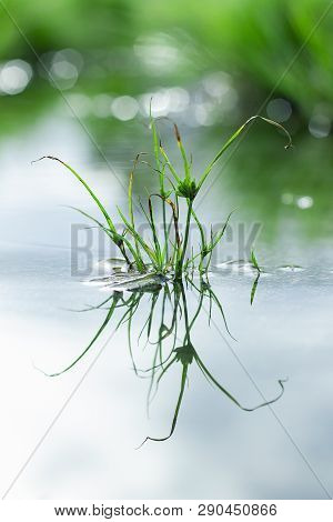 Beautiful Mirror Of Grass At Stagnant Water, Round Galingale, Cyperus Rotundus
