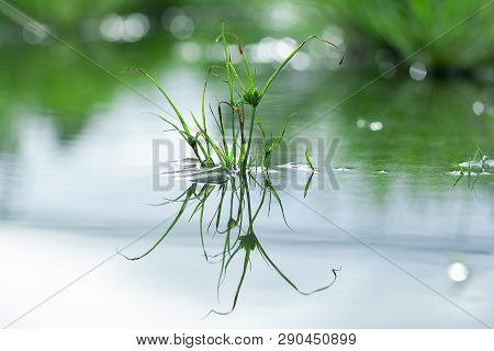 Beautiful Mirror Of Grass At Stagnant Water, Round Galingale, Cyperus Rotundus