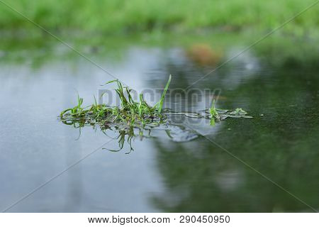 Beautiful Mirror Of Grass At Stagnant Water, Round Galingale, Cyperus Rotundus