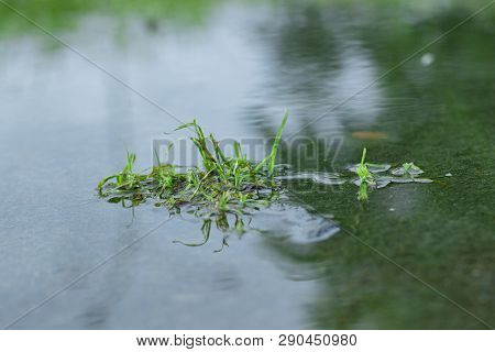 Beautiful Mirror Of Grass At Stagnant Water, Round Galingale, Cyperus Rotundus