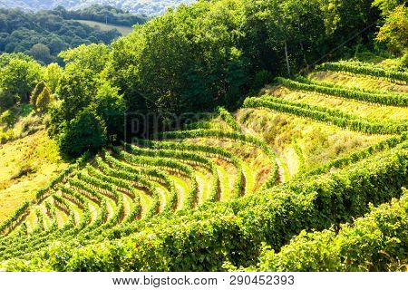 vineyard, Jurancon, France