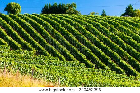 vineyard, Jurancon, France