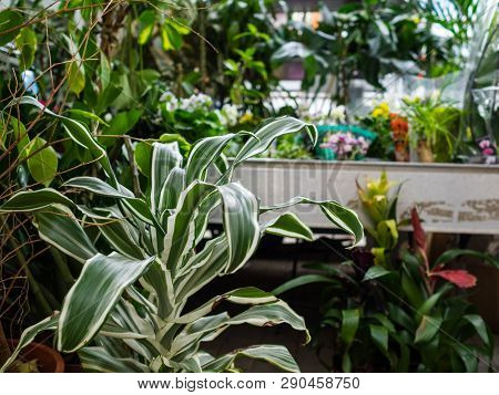 Plant On A Counter Of Shop. Lemon Surprise. Lemon Surprise Dracaena. Dracaena Lemon Lime
