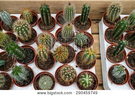 Set Of Types Of Room Cactuses In Pots. Various Small Cactuses On A Counter Of Shop. Cactuses In A Gr