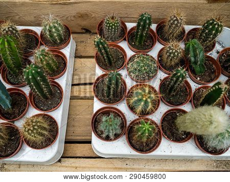 Set Of Types Of Room Cactuses In Pots. Various Small Cactuses On A Counter Of Shop. Cactuses In A Gr
