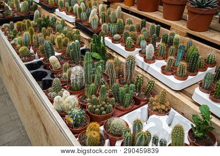 Set Of Types Of Room Cactuses In Pots. Various Small Cactuses On A Counter Of Shop. Cactuses In A Gr
