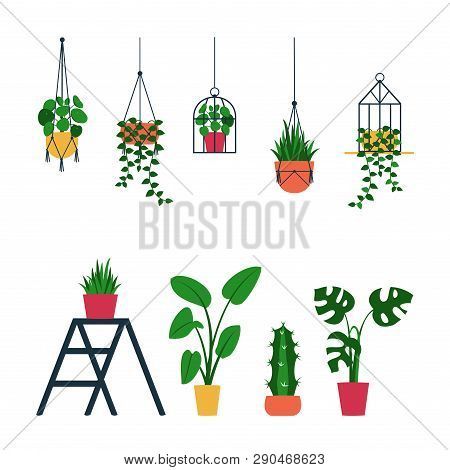 Set Of Various Indoor Ornamental Potted Houseplants : Monstera, Pilea, Calathea Lancifolia, Cactus, 