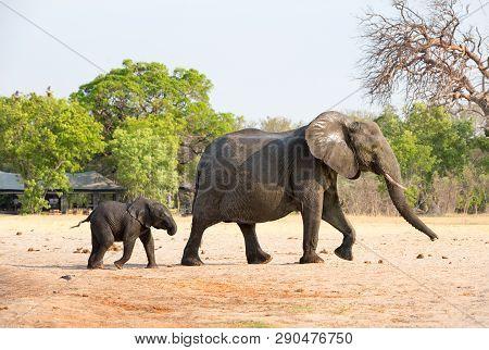 Matriarch Elephant And Calf Walking Through An African Safari Cam With Lodges In The Distance. Hwang