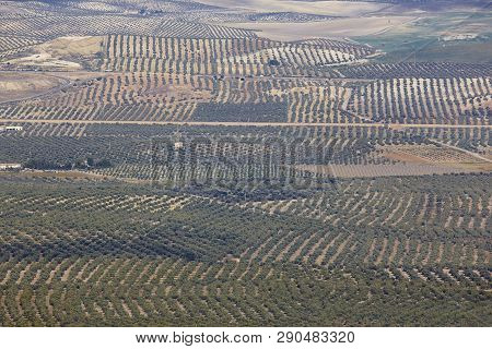Olive Tree Fields In Andalusia. Spanish Agricultural Harvest Landscape. Jaen