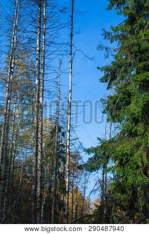 Dying Forest. The Trees Are Dying. Bad Ecology. Protect The Environment. Dry Trees. Dead Trees. Pine