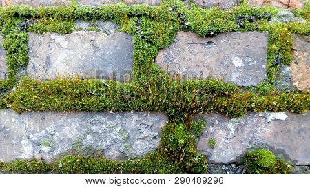Moss Background Between Old Bricks. Vintage Texture.