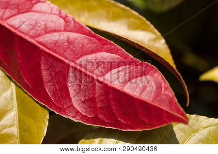 Chinese Croton Red Underside Leaf Close Up