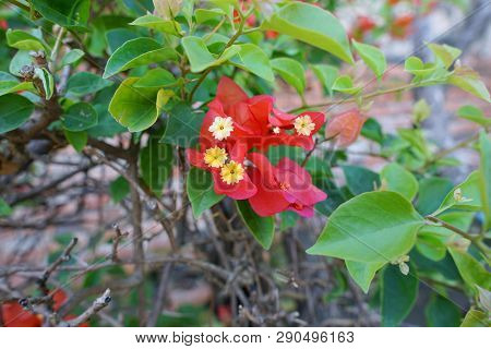 Bougainvillea Leaves As A Background, Nature Wallpaper Concept, (paper Flower, Kertas), Selective Fo