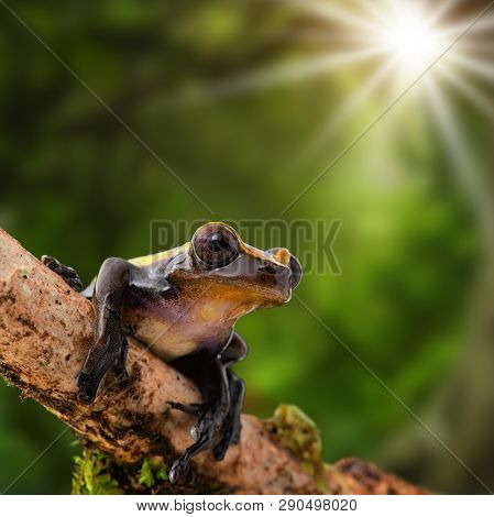 Tropical tree frog basking in the sun, Dendropsophus manonegra.   A rain forest animal living in the Amazon jungle.