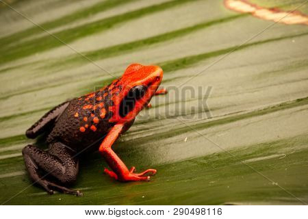 Orange poison dart frog, Ameerega silverstonei.  A tropical rain forest animal from the Amazon jungle in Peru.
