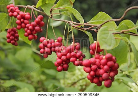 Red Schisandra Growing On Branch In Row. Ripe Schizandra On Liana In Garden
