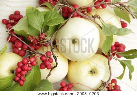 White Apples And Schisandra. Still Life With Ripe Schizandra And Apple