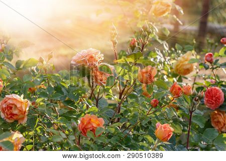 Blooming Yellow Rose In The Garden On A Sunny Day.