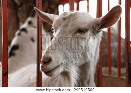 White Goat Smile In The Farm House