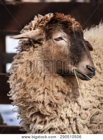 Portrait Of Sheep On Farm Cool Wool