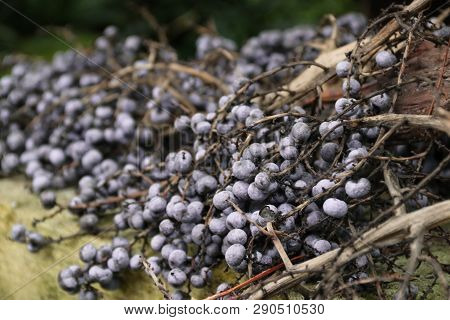 Blue Berries On A Branch In The Forest