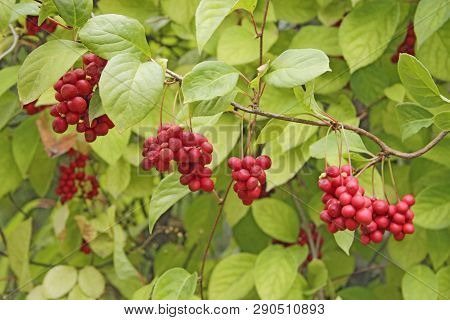 Schisandra Hanging On Branches In Row. Ripe Schizandra On Liana In Garden