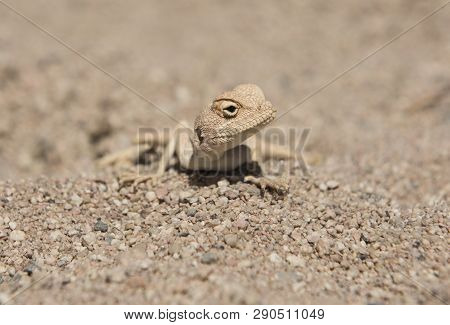 Closeup Detail Of Egyptian Desert Agama Lizard In Harsh Arid Environment