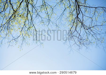Thin Spring Twigs Of A Tree Against A Blue Sky.