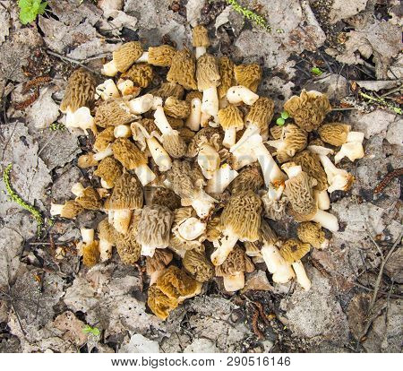 A Bunch Of Fresh Morel Mushrooms On Background Of Fallen Leaves