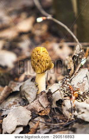 Morel Spring Mushroom Grows From Ground