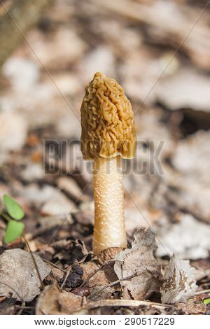 Morel Spring Mushroom Grows From Ground