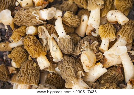 A Lot Of Fresh Morel Mushrooms. Natural Food Background