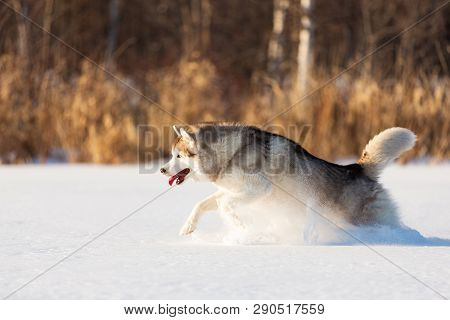 Crazy, Happy And Funny Beige And White Dog Breed Siberian Husky With Tonque Out Jumping And Running 
